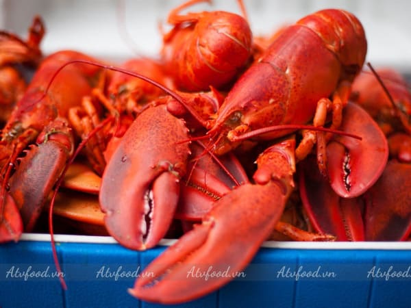 Cách Chọn Mua Càng Tôm Hùm Tươi Ngon Cho Tiệc Sang Trọng
